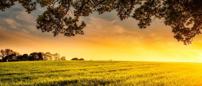 agriculture-clouds-cropland-crops-461960